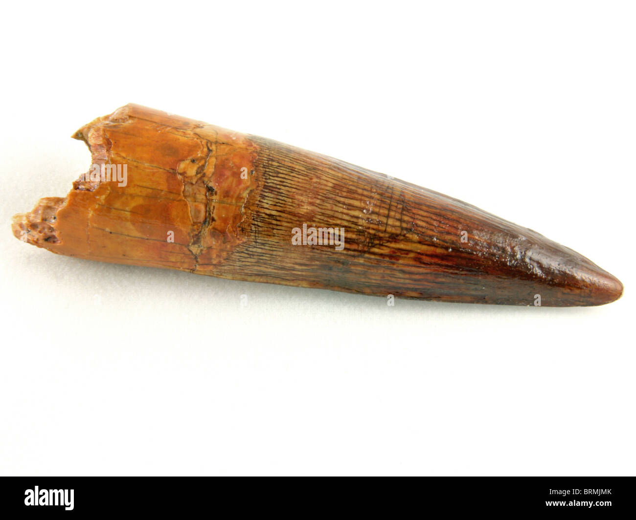 Spinosaurus SP. (Zahn aus "afrikanischen Tyrannosaurus Rex") 96 Millionen Jahre alt (mittlere Kreide) aus Marokko, Nordafrika Stockfoto