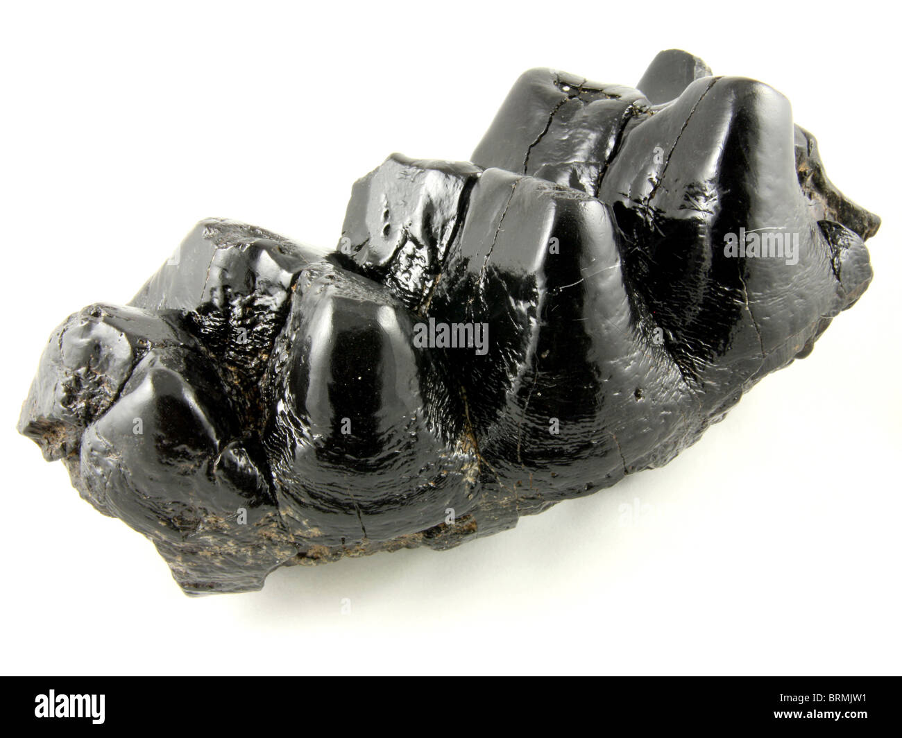 Mammut Americanum (Molaren aus der ausgestorbenen amerikanischen Mastodon) 10.000 Jahre alt gesammelt von St. Marks River, Florida Stockfoto