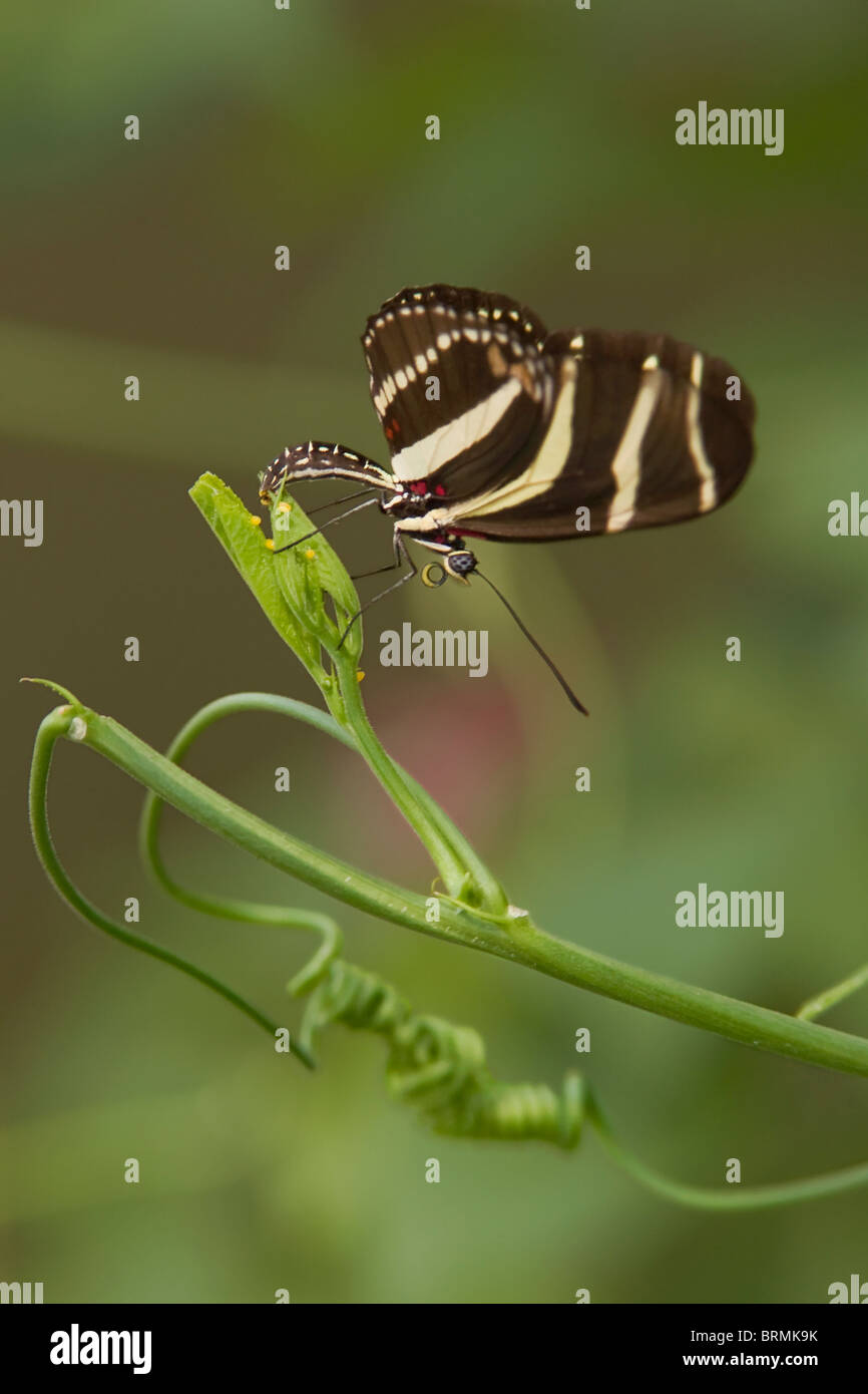 Zebra Longwing Schmetterling Verlegung Eiern auf Leidenschaft Weinstock Stockfoto