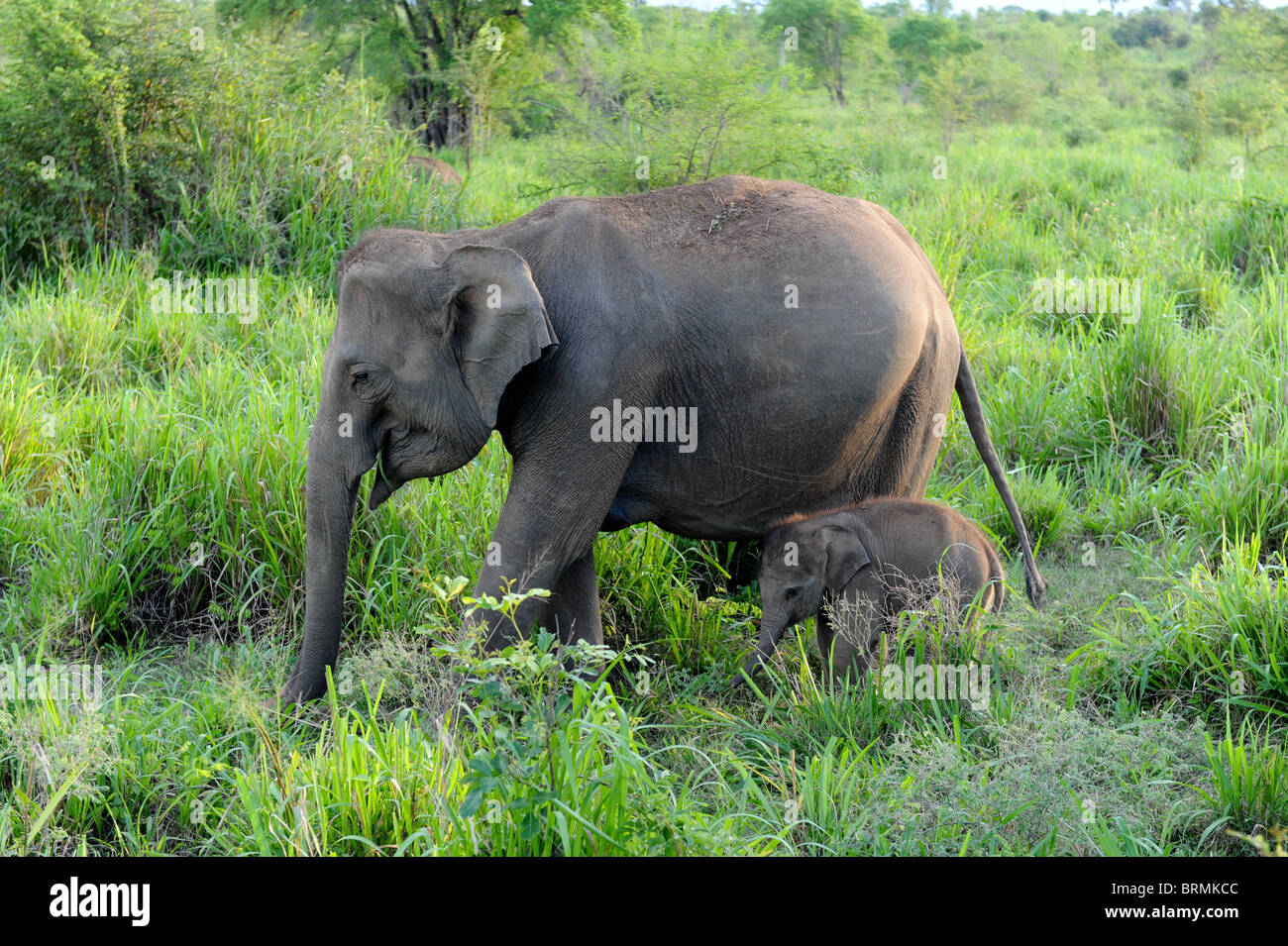 Baby Elephant Stockfoto