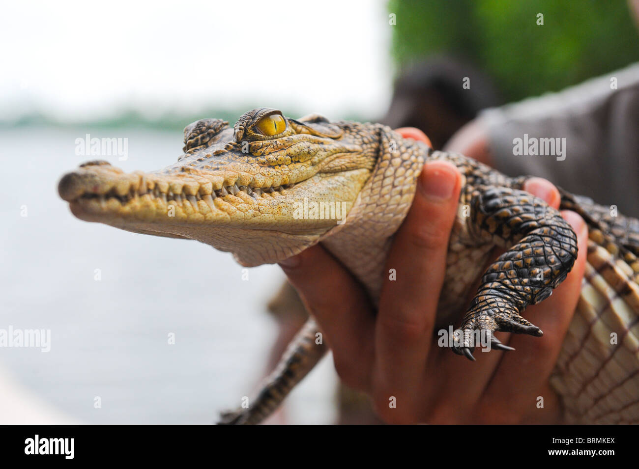 Krokodil in der hand Stockfoto