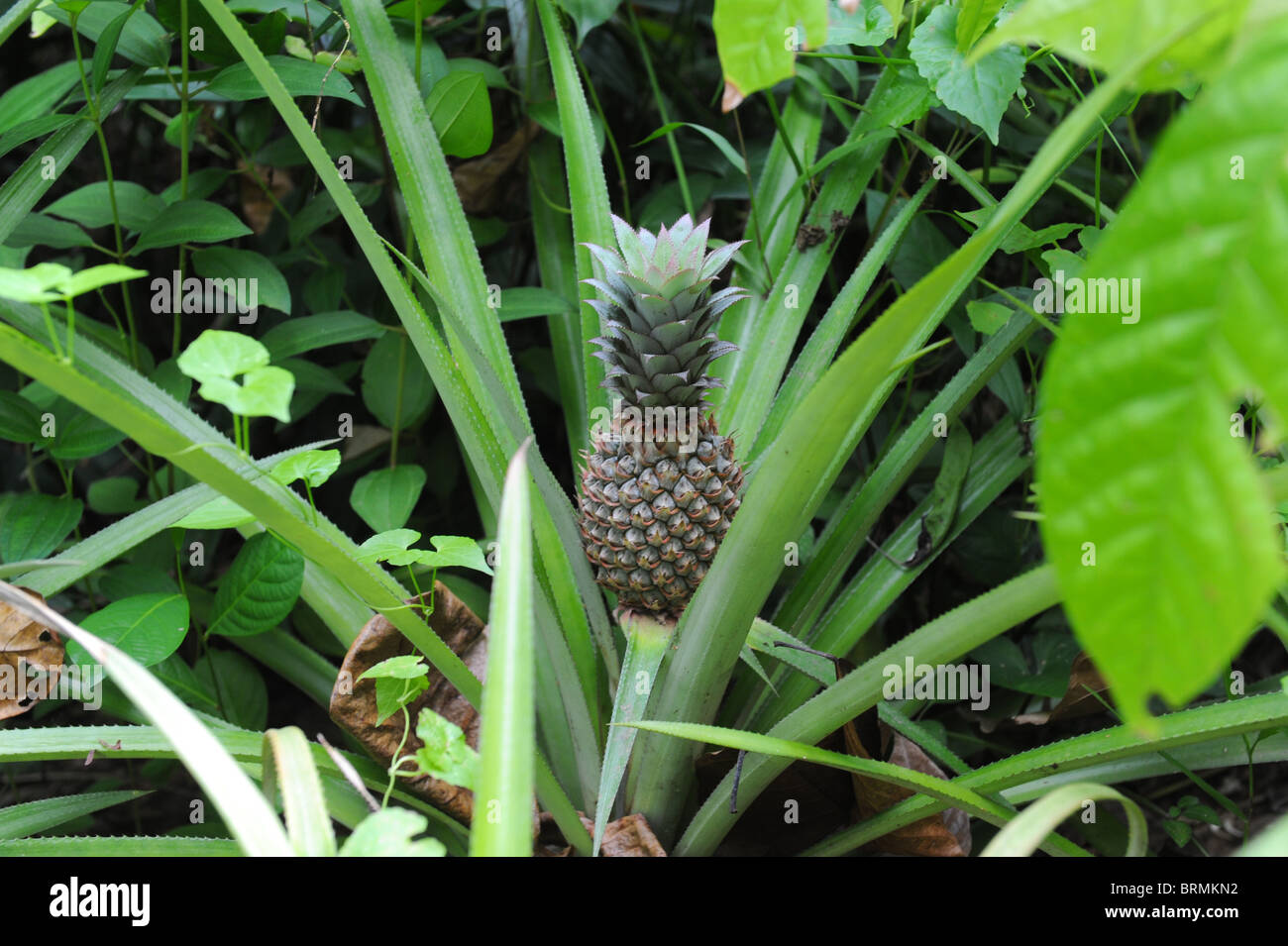 Ananas Pflanze Stockfoto