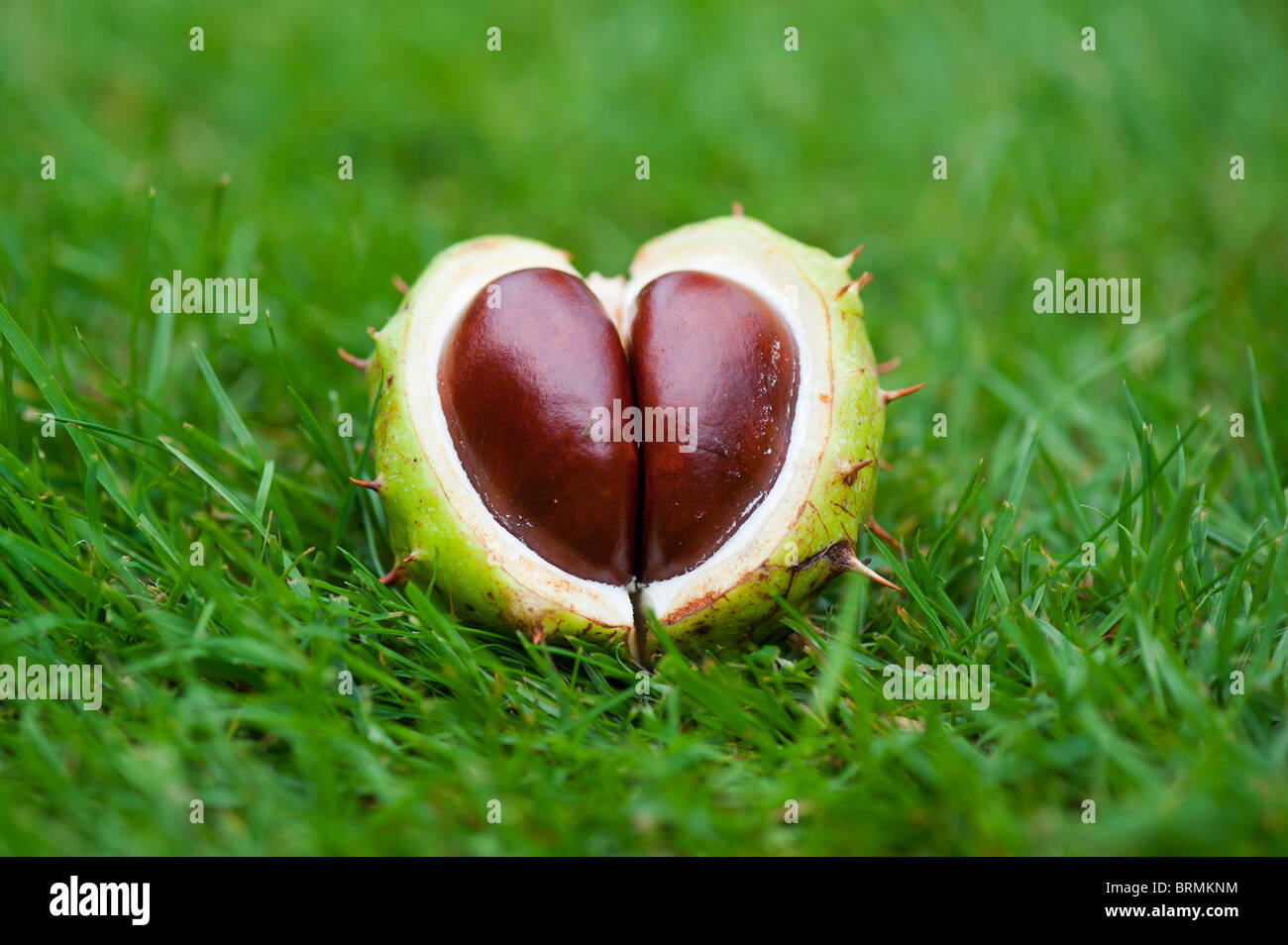 Aesculus Hippocastanum Seed. Rosskastanien. Conkers in der Wiese Stockfoto