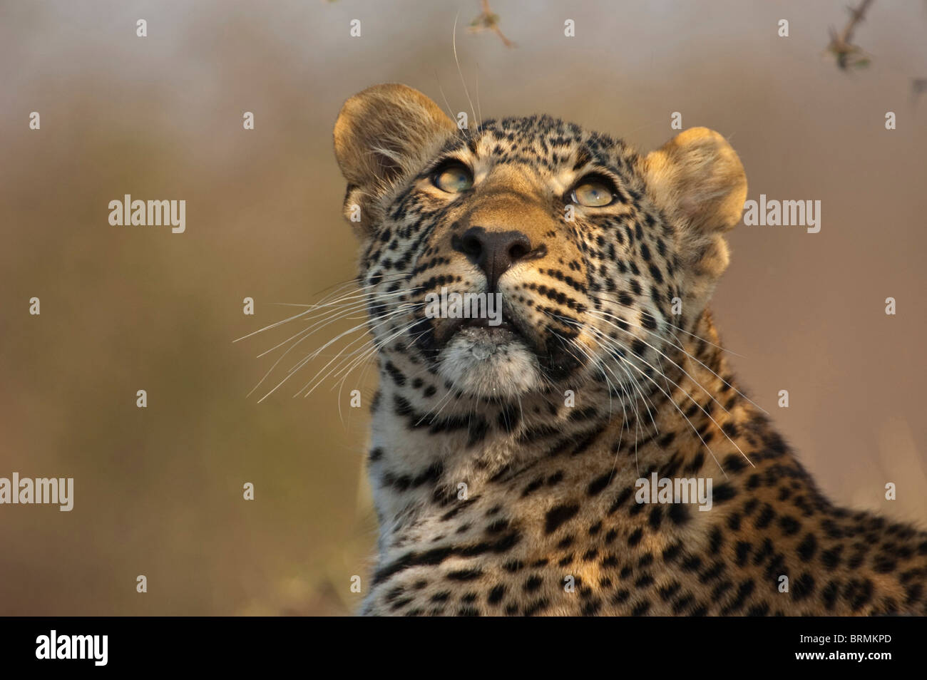 Porträt eines Leoparden auf der Suche nach oben Stockfoto