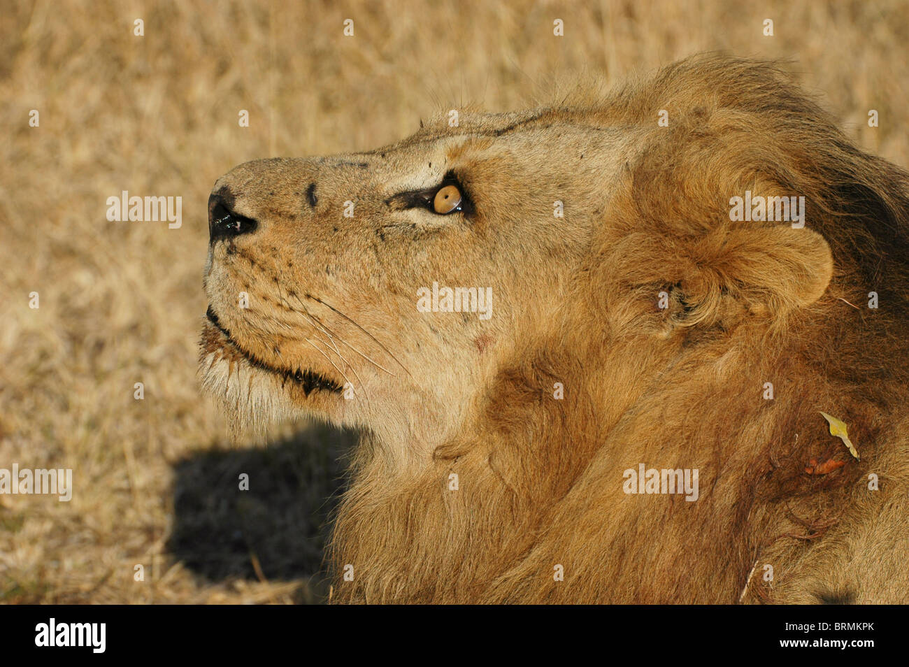 Porträt eines männlichen Löwen, die auf der Suche nach oben Stockfoto