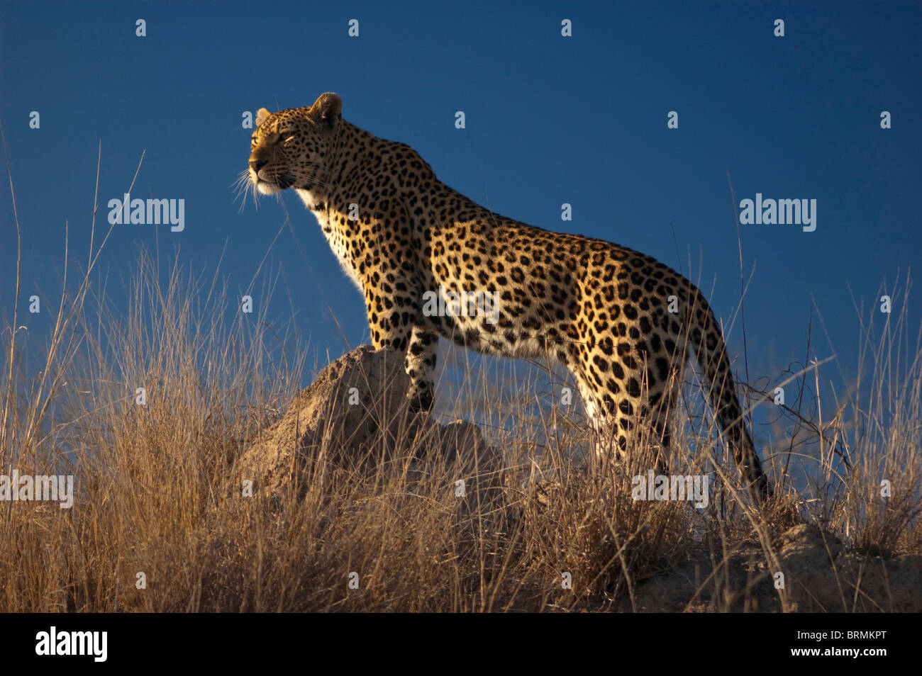 Leopard Stockfoto