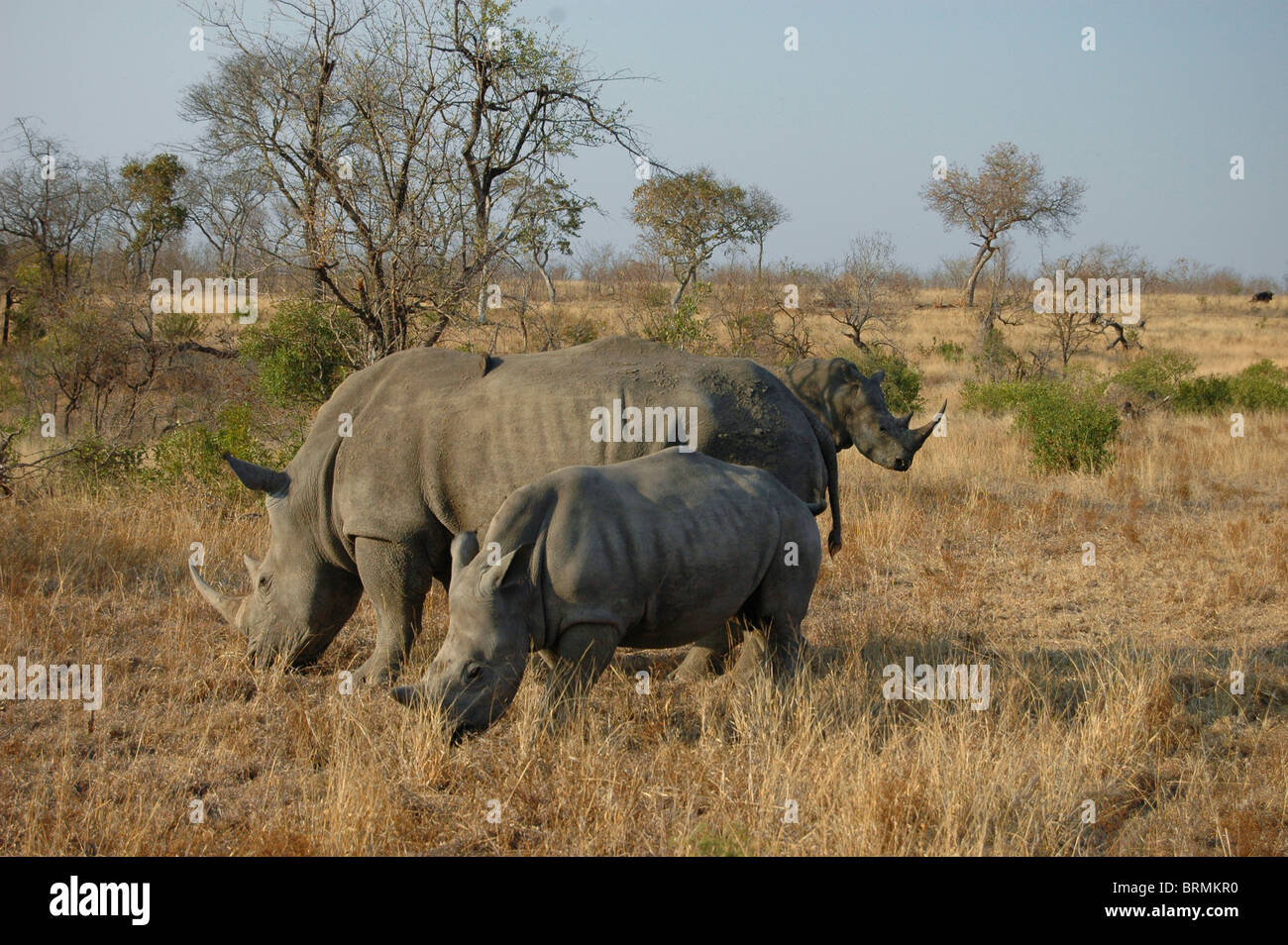 Malerische Aussicht auf drei White Rhino Fütterung in einem trockenen Savanne Stockfoto