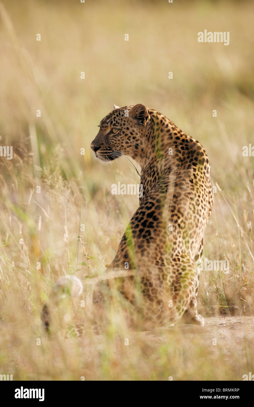 Weibliche Leoparden sitzen rückblickend über die Schulter mit zuckenden Schweif Stockfoto