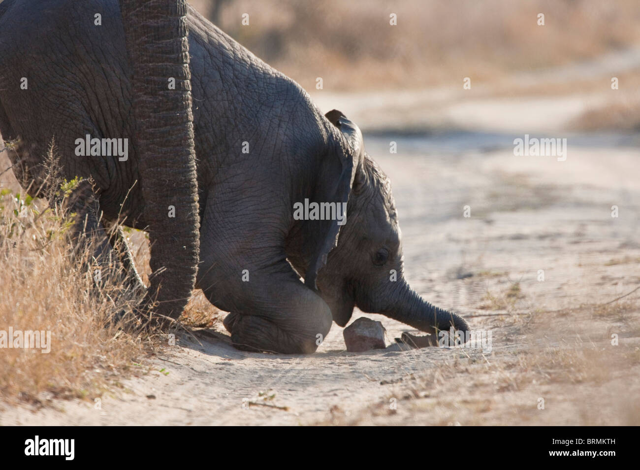 Elefant Kalb auf seine Knie versuchen zu holen einen Stein in den Mund Stockfoto