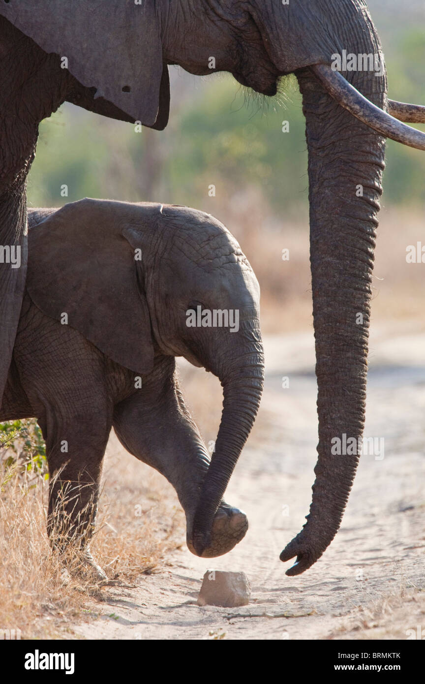Elefant Kalb ein Stein stehen neben einem Erwachsenen treten Stockfoto