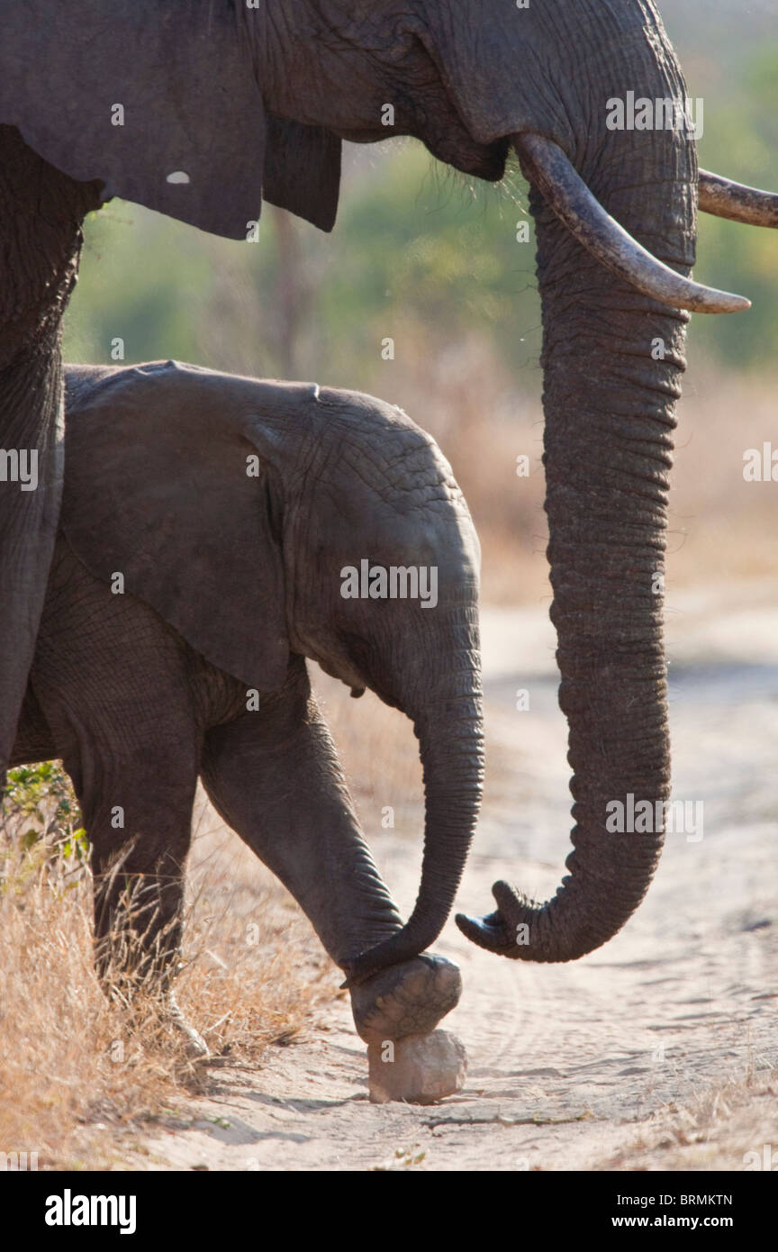Elefant Kalb mit einem Stein stehen neben einem Erwachsenen spielen Stockfoto