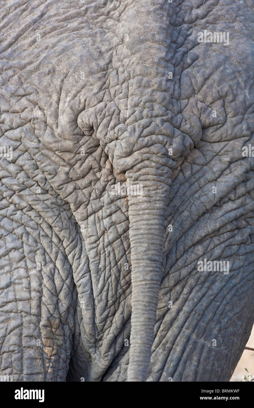Nahaufnahme Foto von der Rückseite eines Elefanten zeigen die Schwanzwurzel Stockfoto