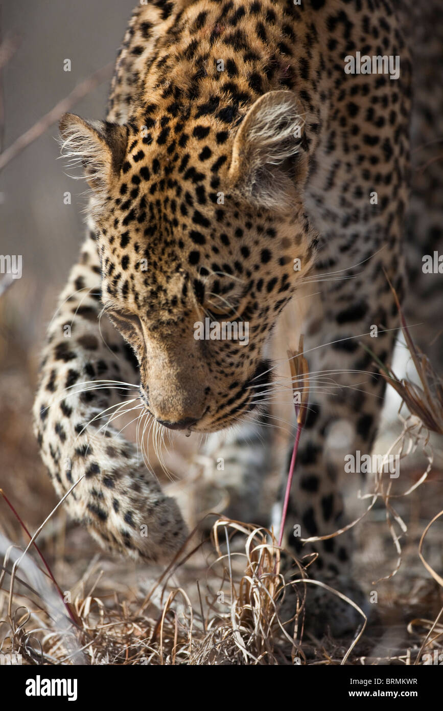 Leopard in Bewegung Stockfoto