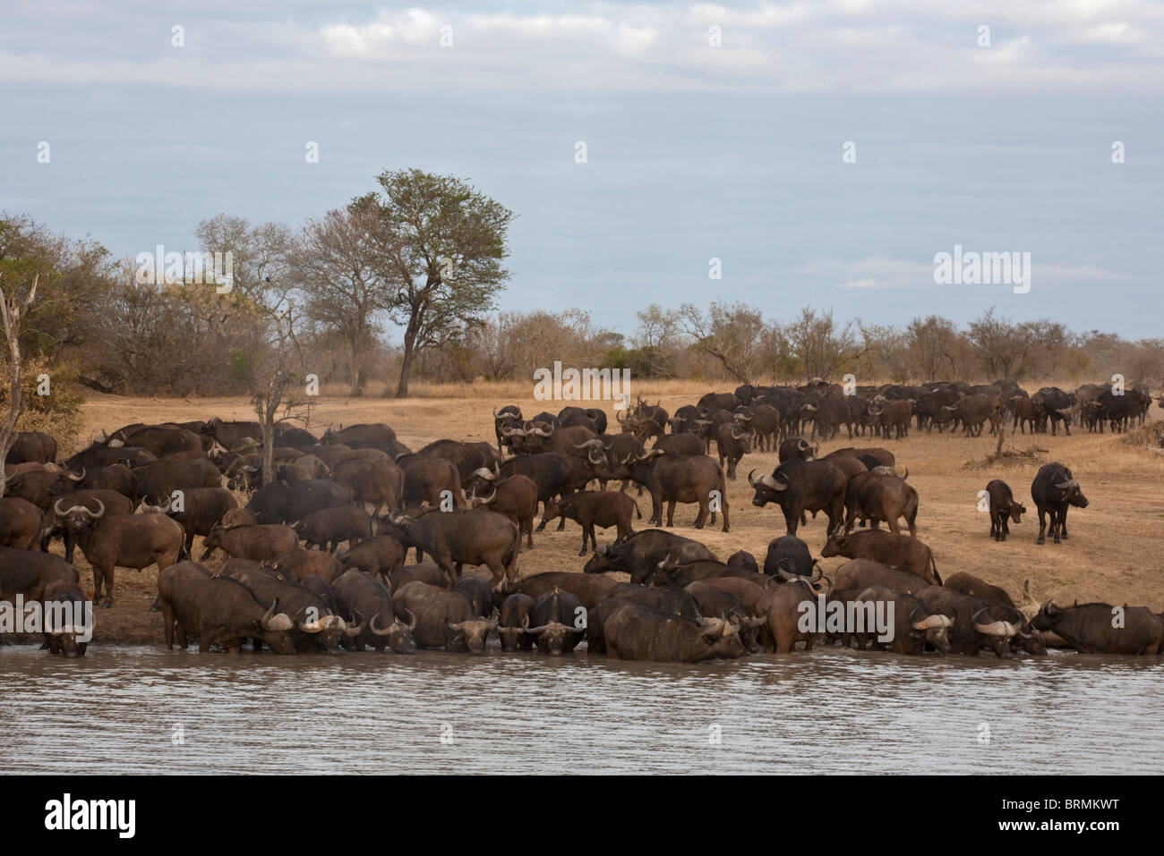 Eine große Herde von afrikanischer Büffel herab, um das Wasser zu trinken Stockfoto