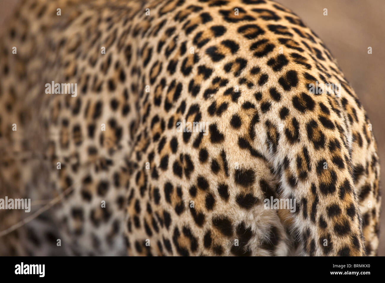 Nahaufnahme eines Leoparden Haut zeigt die Textur und Muster sein Fell. Stockfoto