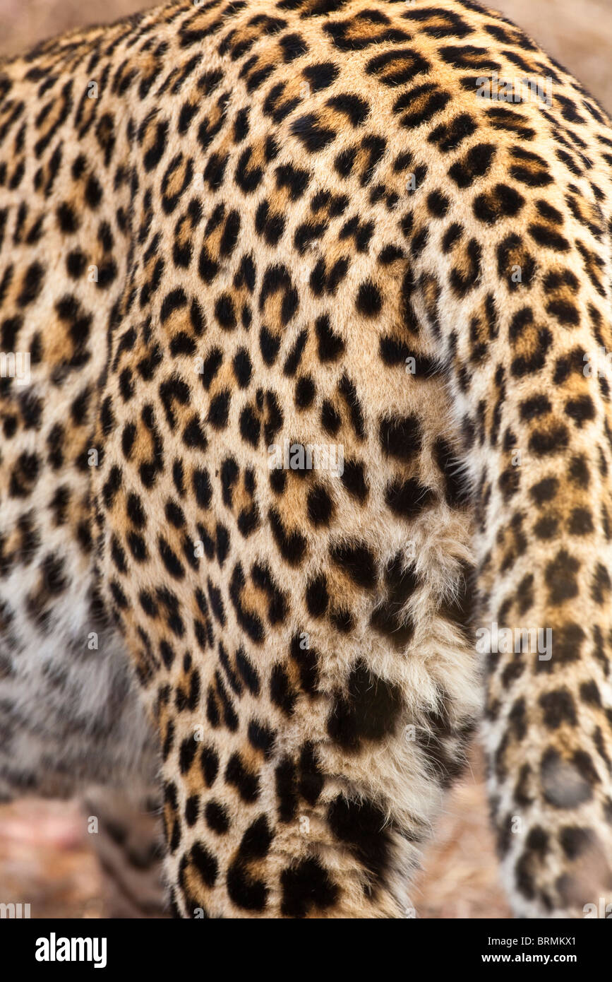 Nahaufnahme eines Leoparden Haut zeigt die Textur und Muster sein Fell. Stockfoto