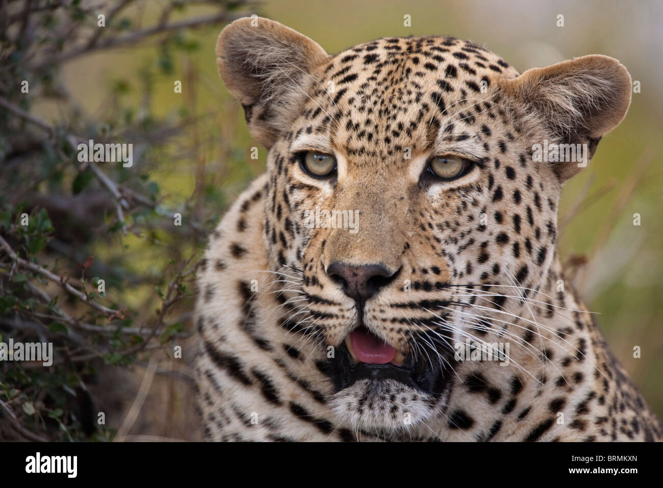 Frontale Portrait eines männlichen Leoparden Stockfoto