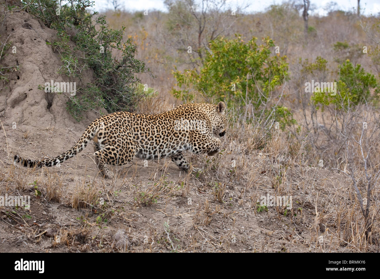 Einen männlichen Leoparden in Hockerlage schleichen entfernt Stockfoto