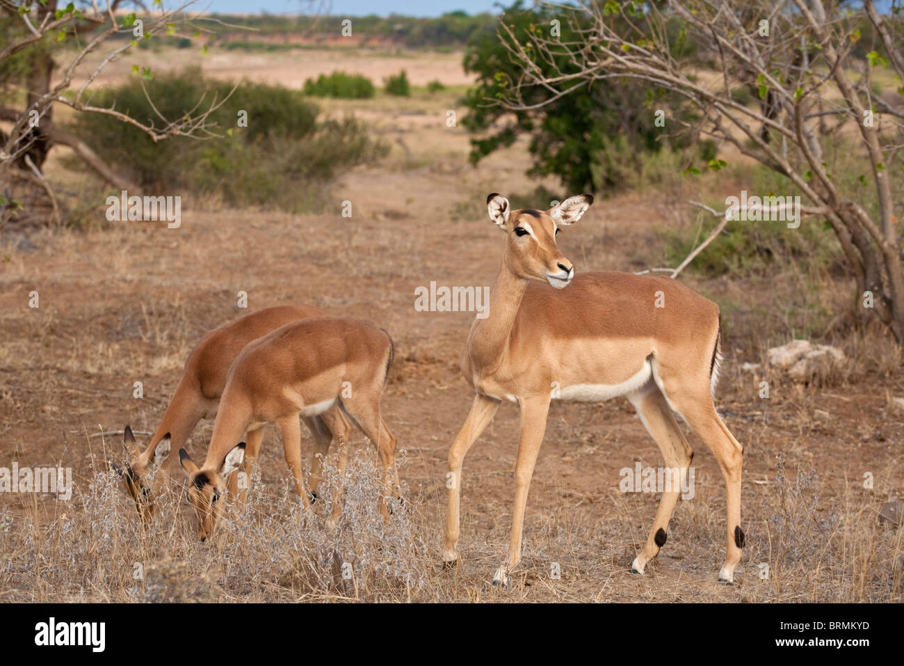 Impala Schaf stehend mit zwei anderen füttern Stockfoto