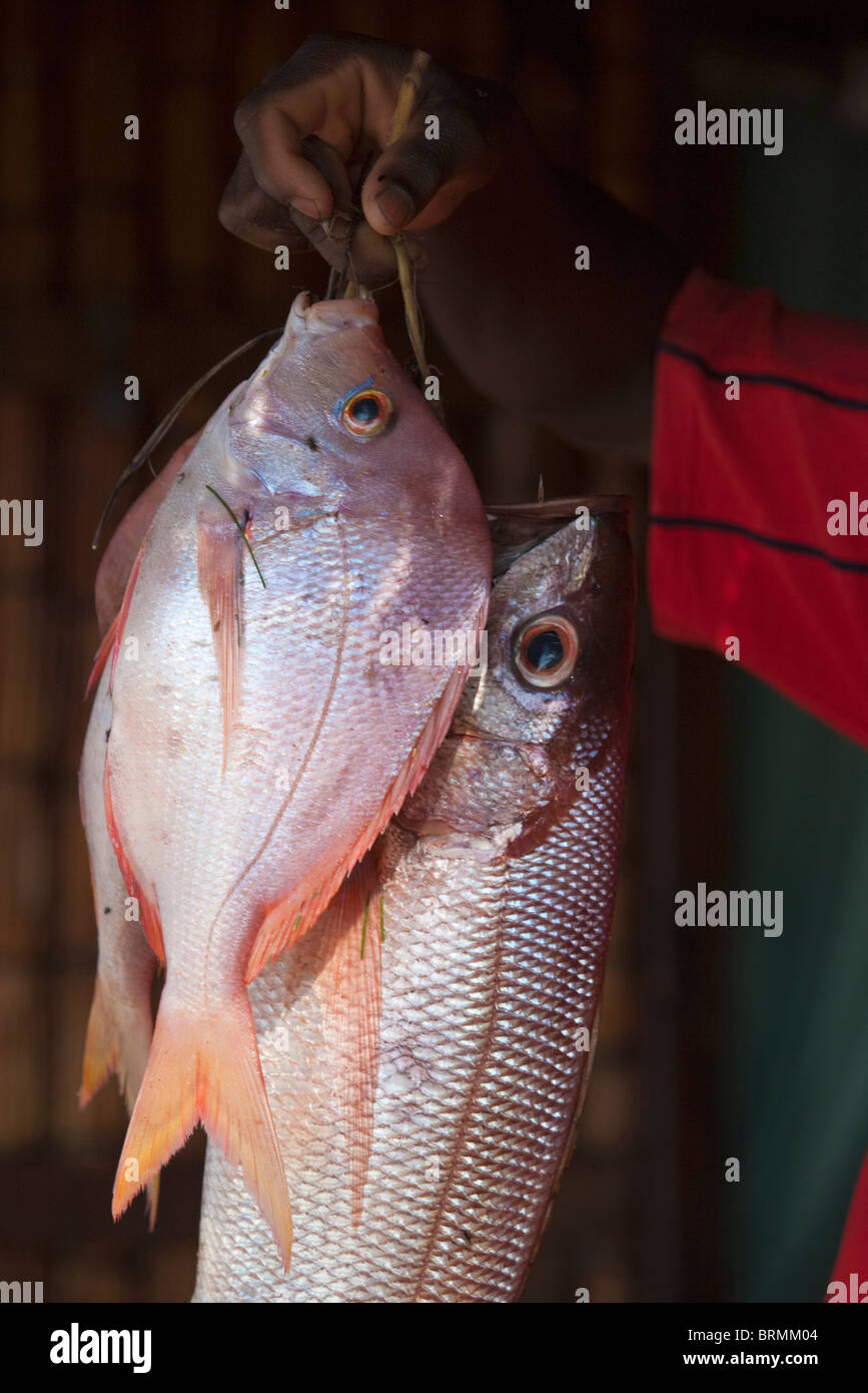 Fischer hält zwei frischen Fisch Stockfoto