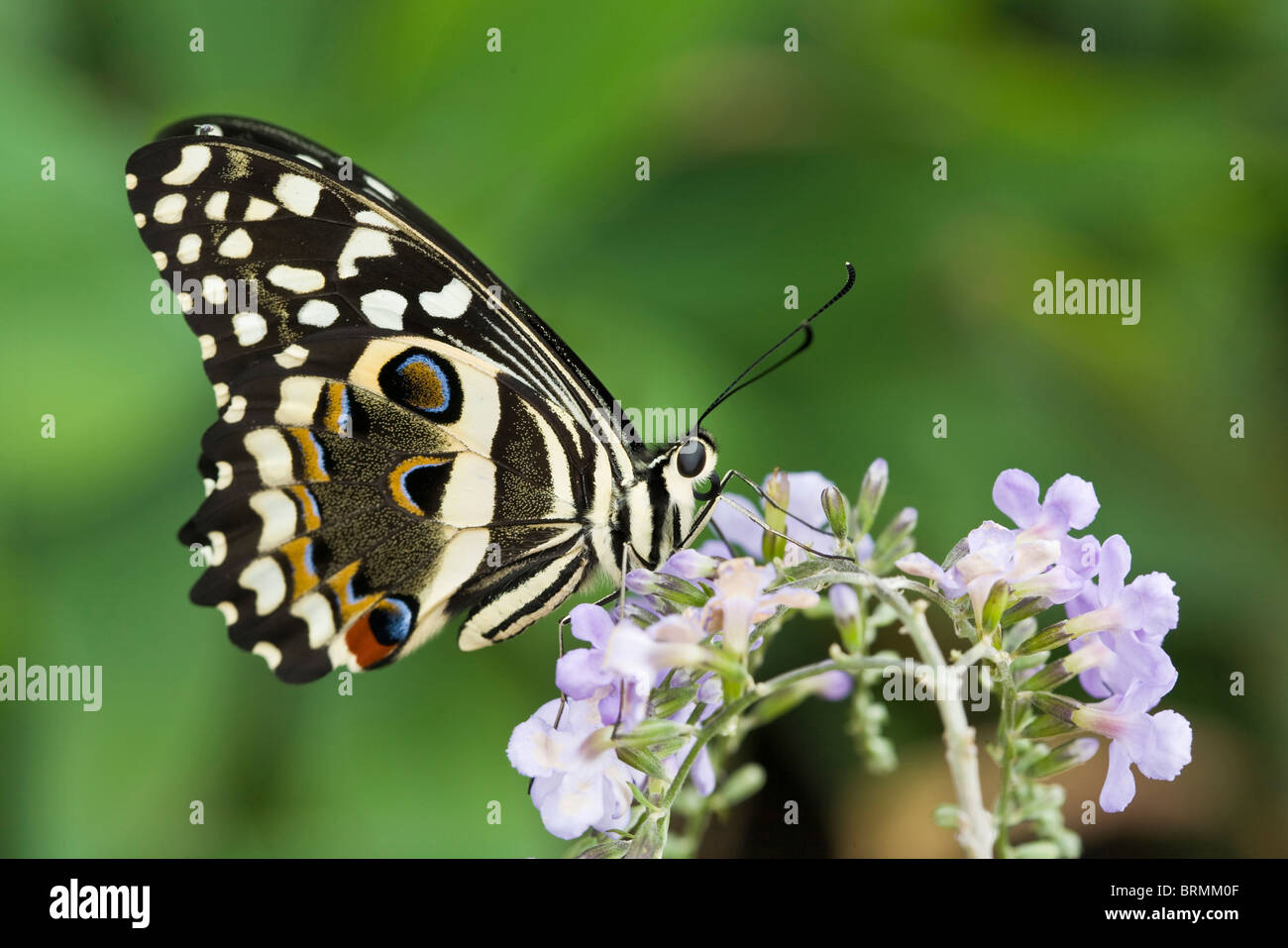Zitrus Schwalbenschwanz Schmetterling (Papilio Demodocus) ernähren sich von Nektar auf eine lila Blume Stockfoto