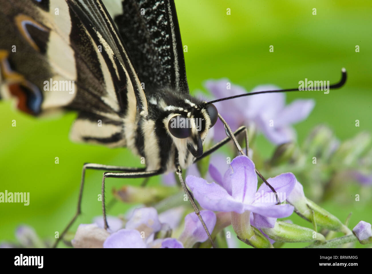 Nahaufnahme von Zitrusfrüchten Schwalbenschwanz Schmetterling (Papilio Demodocus) ernähren sich von Nektar auf eine lila Blume Stockfoto