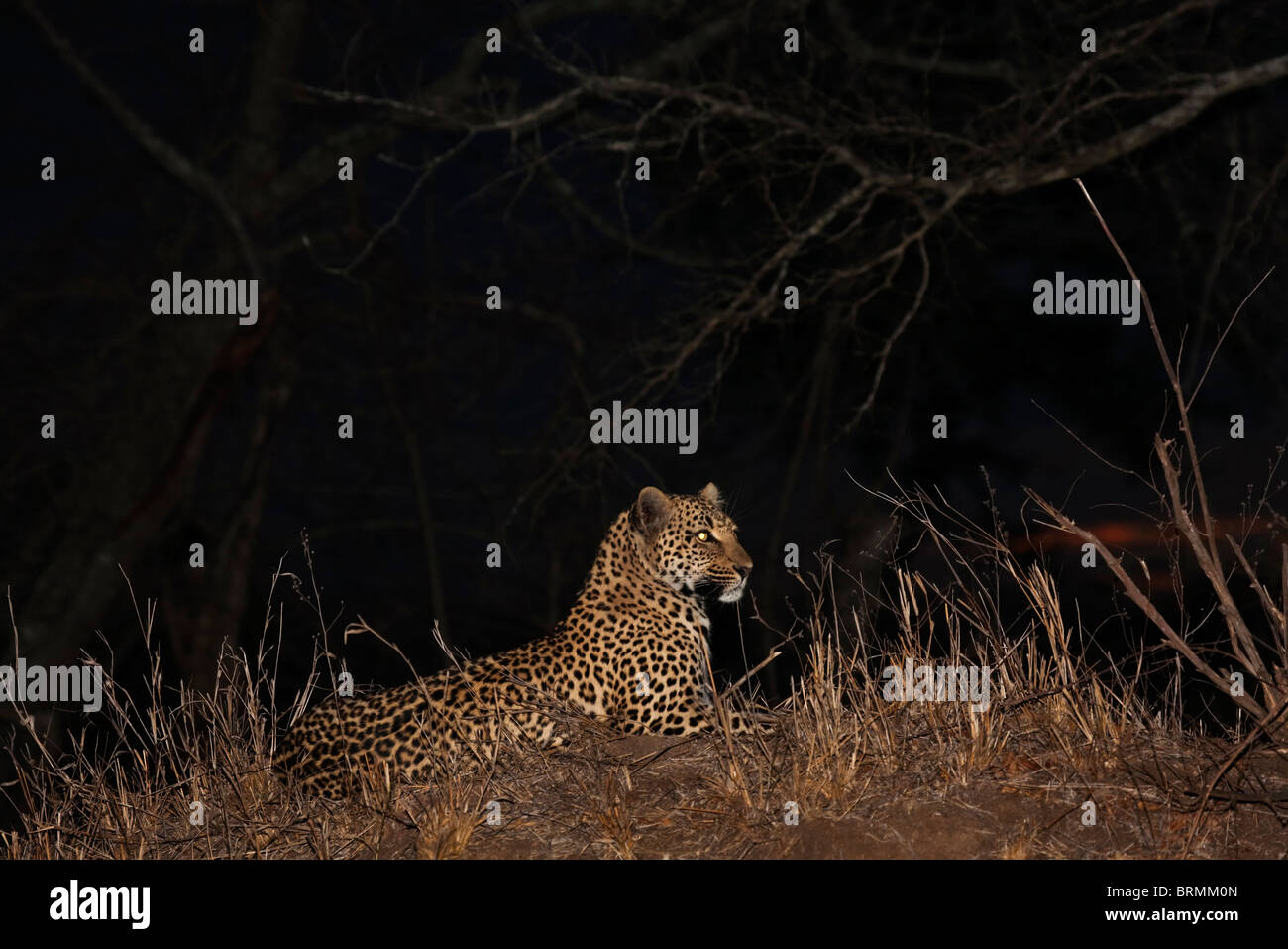 Leopard, liegend auf einer Termite-Hügel in der Nacht Stockfoto