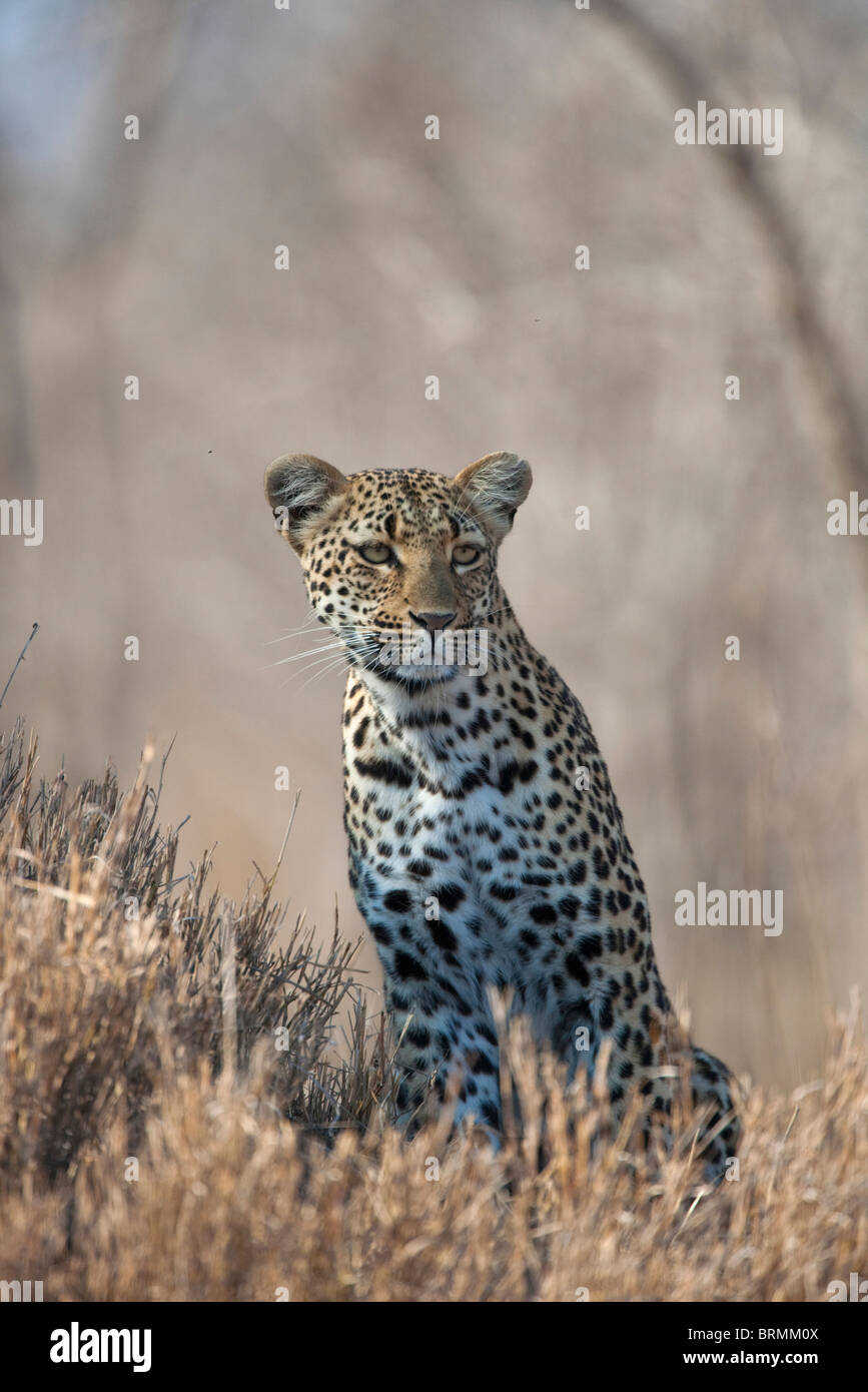 Leopard sitzt aufrecht starrte unverwandt Stockfoto