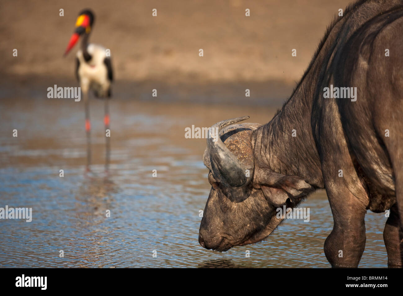 Büffel trinken mit Sattel in Rechnung Storch im Hintergrund Stockfoto
