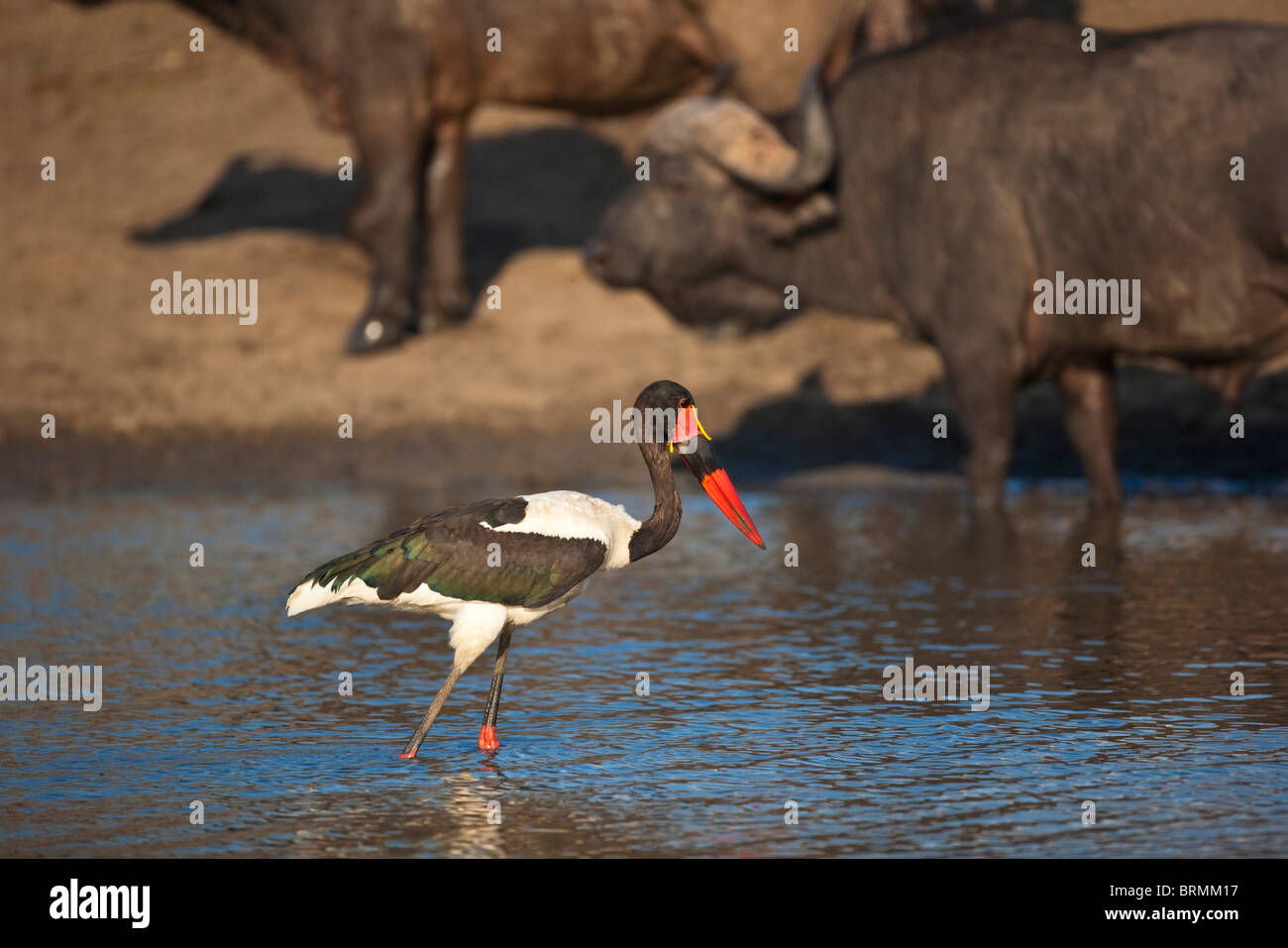 Sattel in Rechnung Storch in ein Wasserloch mit Buffalo im Hintergrund Stockfoto