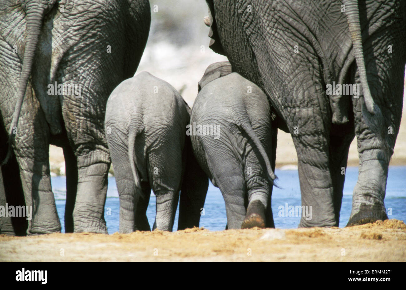 Rückansicht des zwei Baby Elefanten an den Rand des Wassers, stehend zwischen zwei Erwachsenen Stockfoto