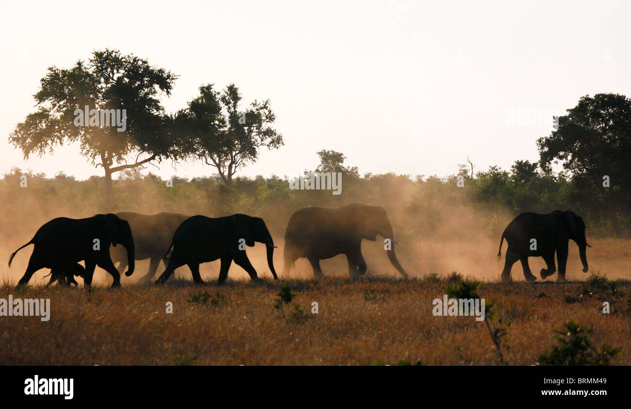 Eine Silhouette einer Herde von afrikanischen Elefanten ein Kalb zu Fuß in trockene Steppe Stockfoto