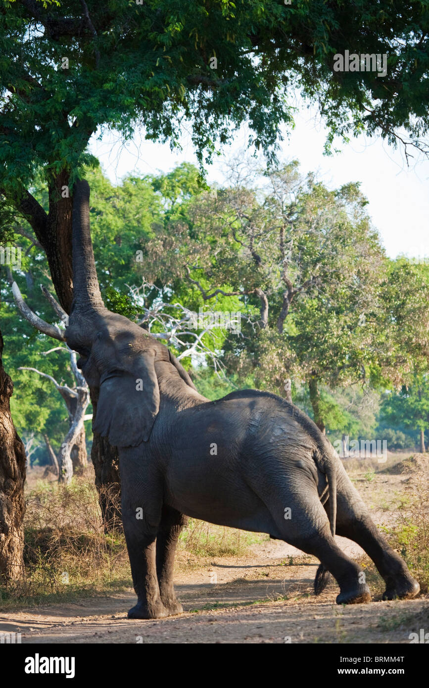 Seitlich Blick auf ein einsamer Elefantenbulle Anstrengung, um bis zu den Blättern und Zweigen des Baumes Feidherbia Albida erreichen Stockfoto