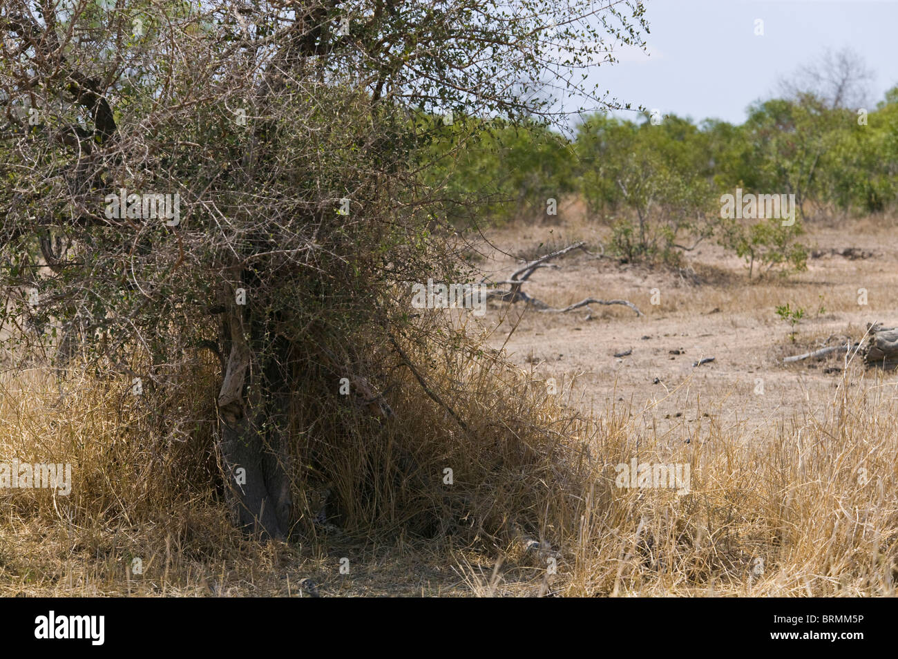 Einen gut versteckten Leoparden ruht in einer schattigen Mulde in einem Dickicht von langen Rasen und tiefhängenden Zweigen gebildet Stockfoto