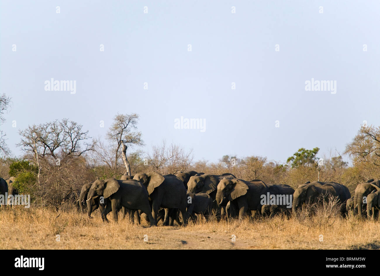Eine große Zucht Herde Elefanten fest gebündelt wie sie durch das Buschland zu bewegen Stockfoto