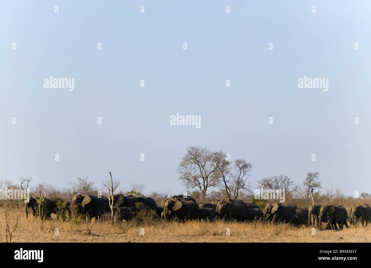 Eine malerische Aussicht auf eine große Zucht Herde Elefanten fest gebündelt wie sie durch das Buschland zu bewegen Stockfoto