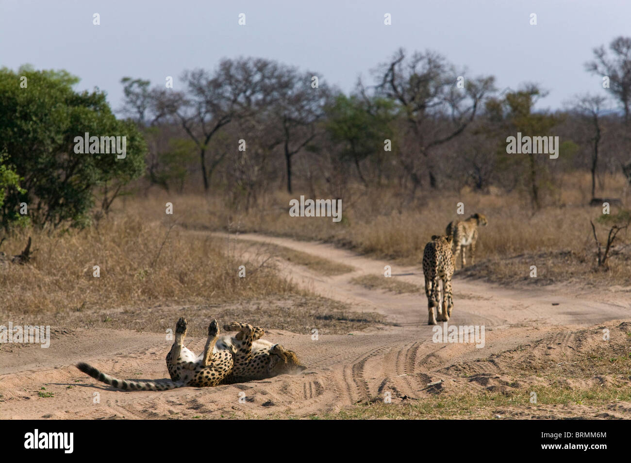 Eine malerische Aussicht auf drei Geparden auf den Weg hinunter einen Bushveld-Track mit einem einzelnen Rollen im sand Stockfoto