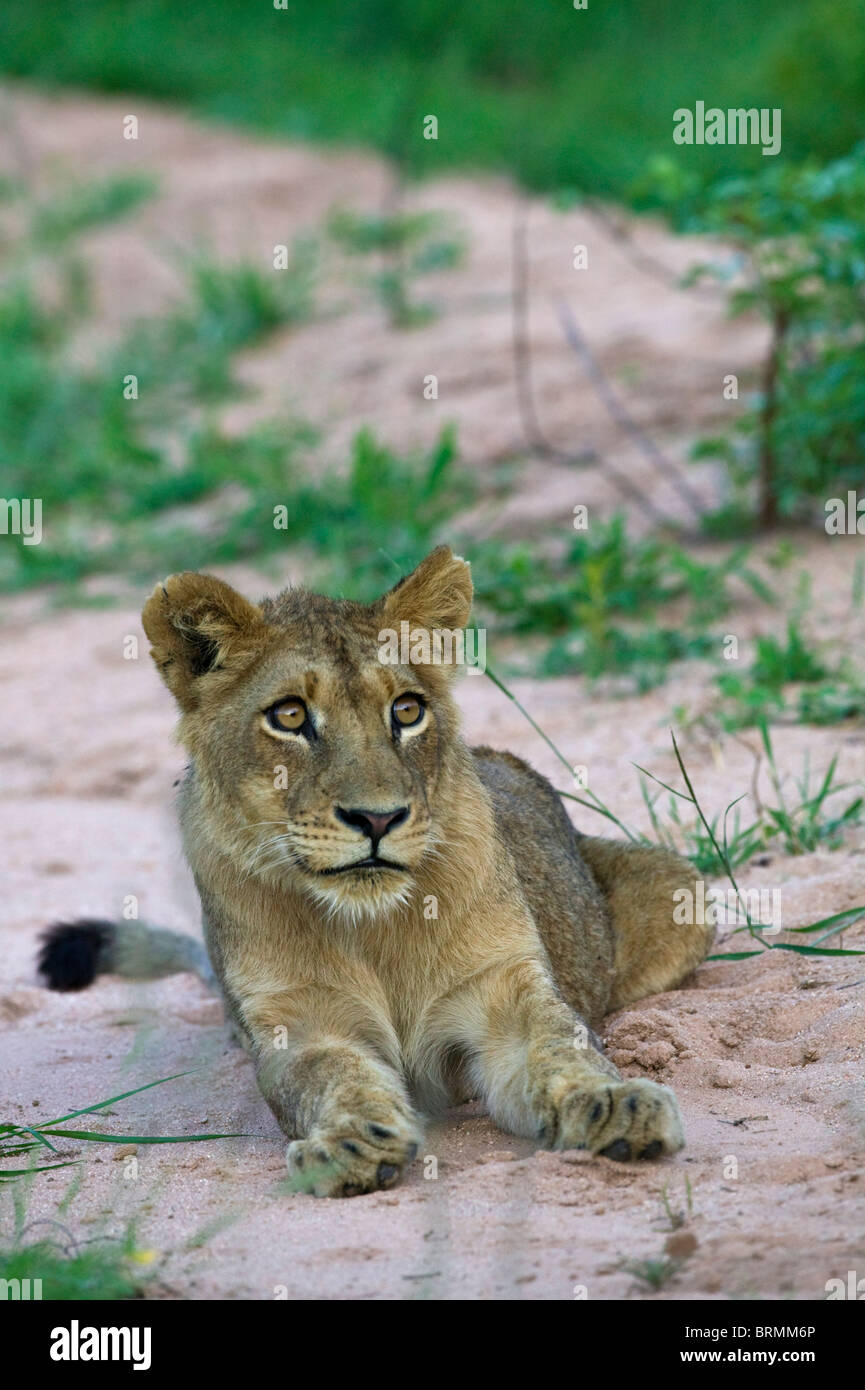 Frontale Portrait ein Löwenjunges, die auf der Suche nach oben Stockfoto