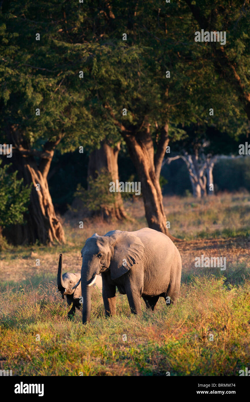 Ein Elefant Kalb Anhebung des Stammes stehen neben seiner Mutter vor dem Hintergrund der großen Bäume Stockfoto