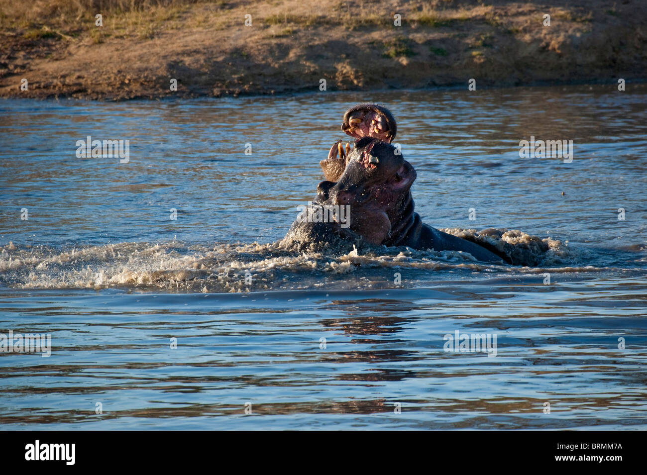 Flusspferde, die Kämpfe im territorialen Streitigkeiten in einem Wasserloch - eins mit eine Klappe der Haut hängen von der Schnauze Stockfoto