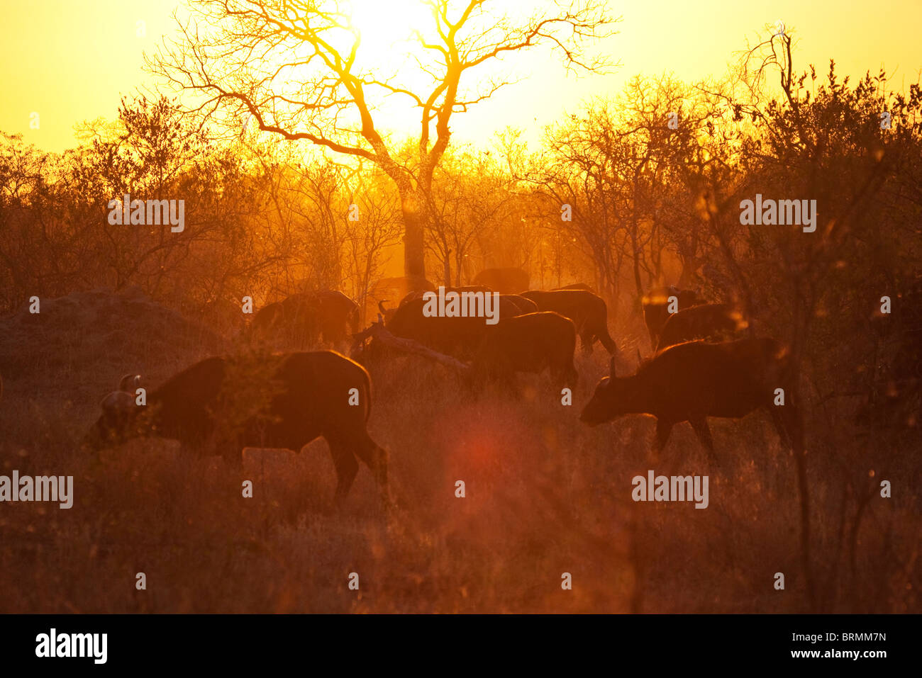 Launisch malerischen Blick auf ein Büffel-Herde bewegt durch trockenes Buschland bei Sonnenuntergang Stockfoto