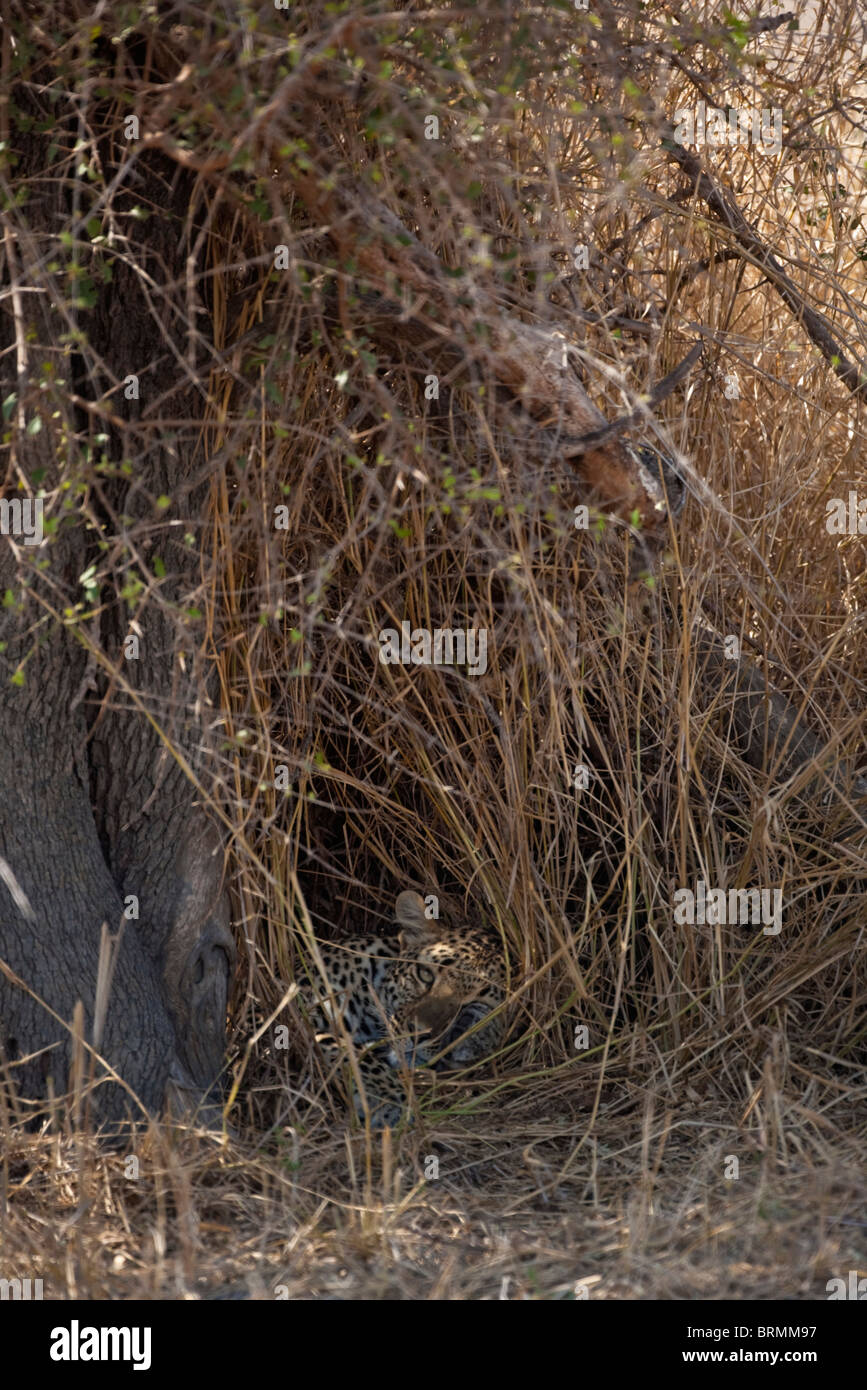 Einen gut versteckten Leoparden ruht in einer schattigen Mulde in einem Dickicht von langen Rasen und tiefhängenden Zweigen gebildet Stockfoto
