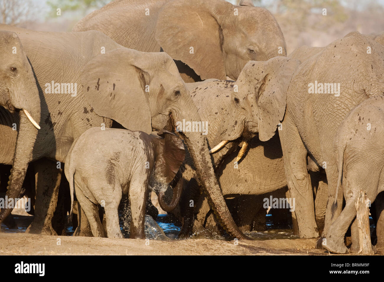 Baby-Elefant Spritzwasser hinter seine Ohren, während eine Zucht Herde Elefanten an einem Wasserloch Getränken abkühlen Stockfoto