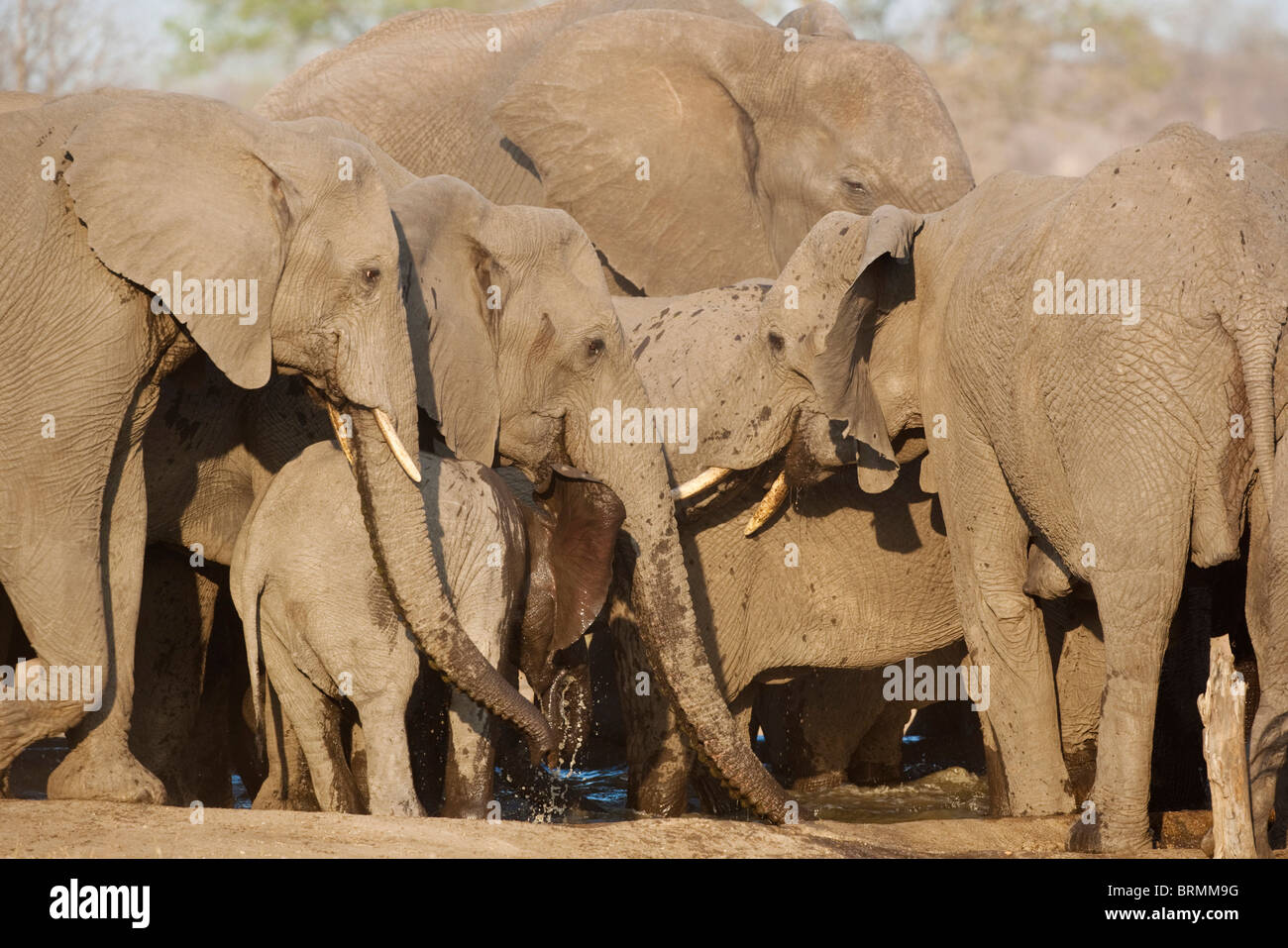 Baby-Elefant Spritzwasser hinter seine Ohren, während eine Zucht Herde Elefanten an einem Wasserloch Getränken abkühlen Stockfoto