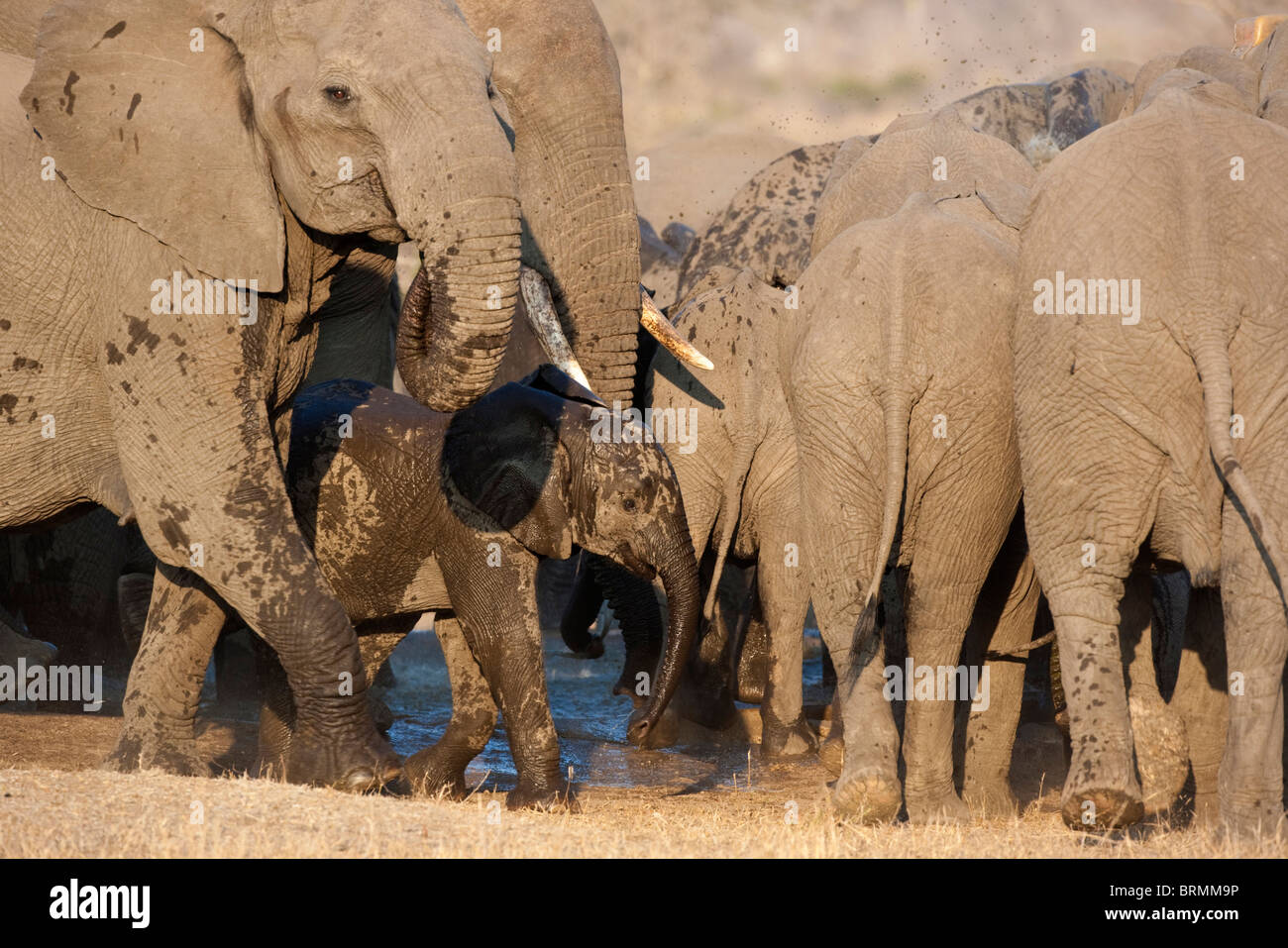 Ein Wasser bespritzt Elefantenbaby unter eine Zucht Herde Elefanten an einer Wasserstelle zu trinken Stockfoto