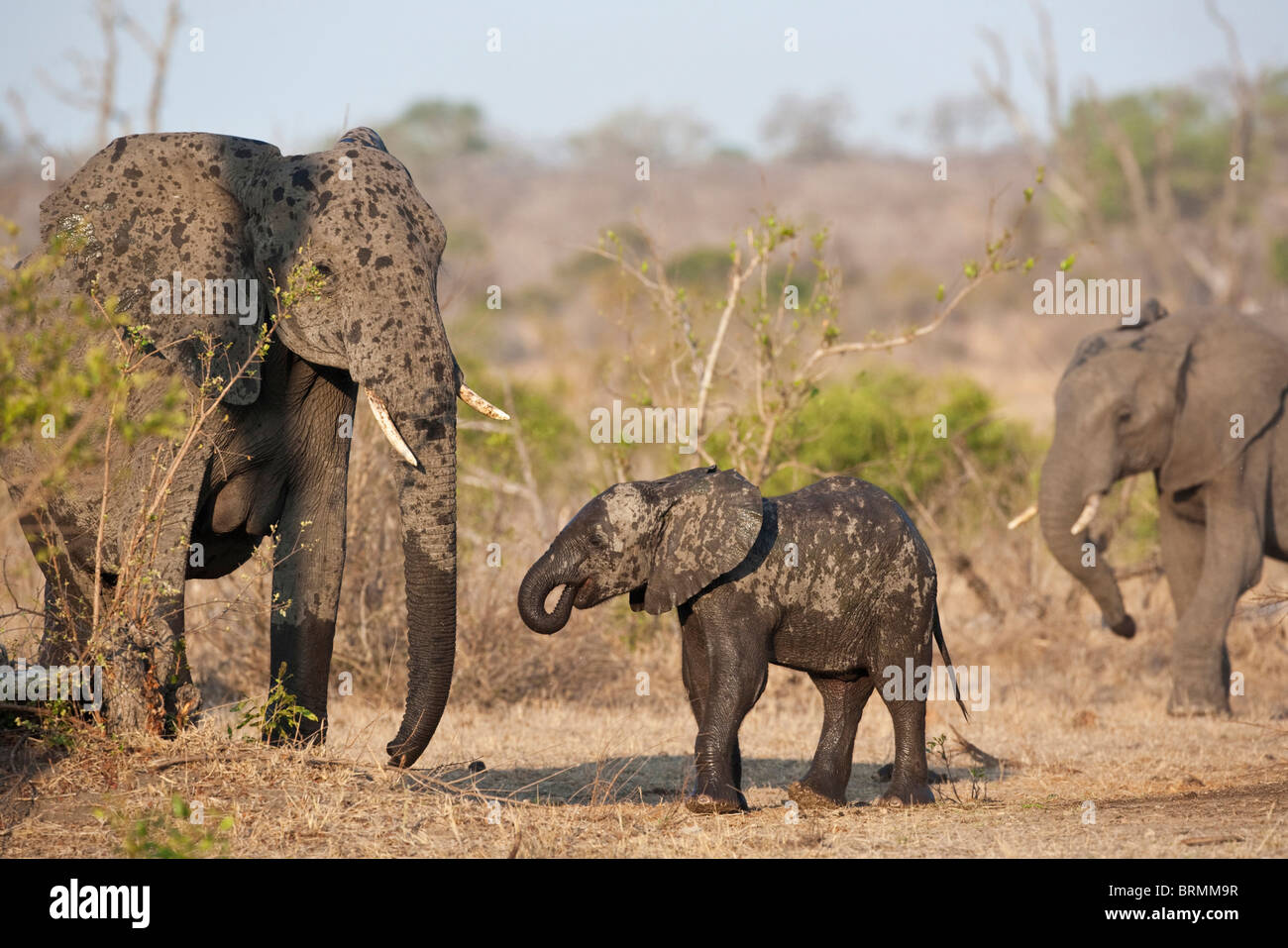 Ein Wasser bespritzt Elefantenbaby nach dem Trinken an einer Wasserstelle Stockfoto