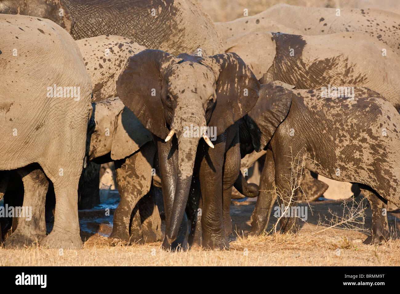 Nach dem Trinken an einer Wasserstelle auf Bild eines juvenilen bespritzt-Baby-Elefanten Kopf Stockfoto