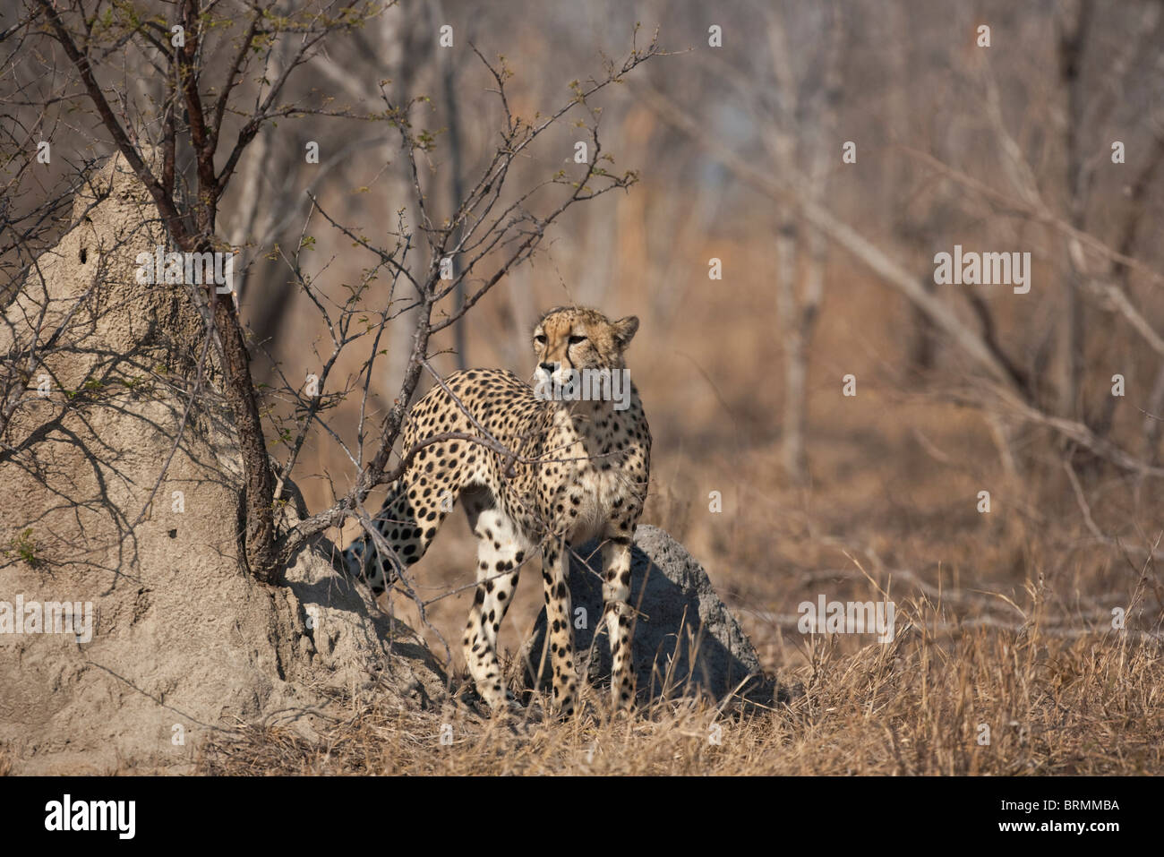 Ein Gepard scannen den Horizont nach Beute stehen neben eines Termite Hügels im trockenen Buschland Stockfoto