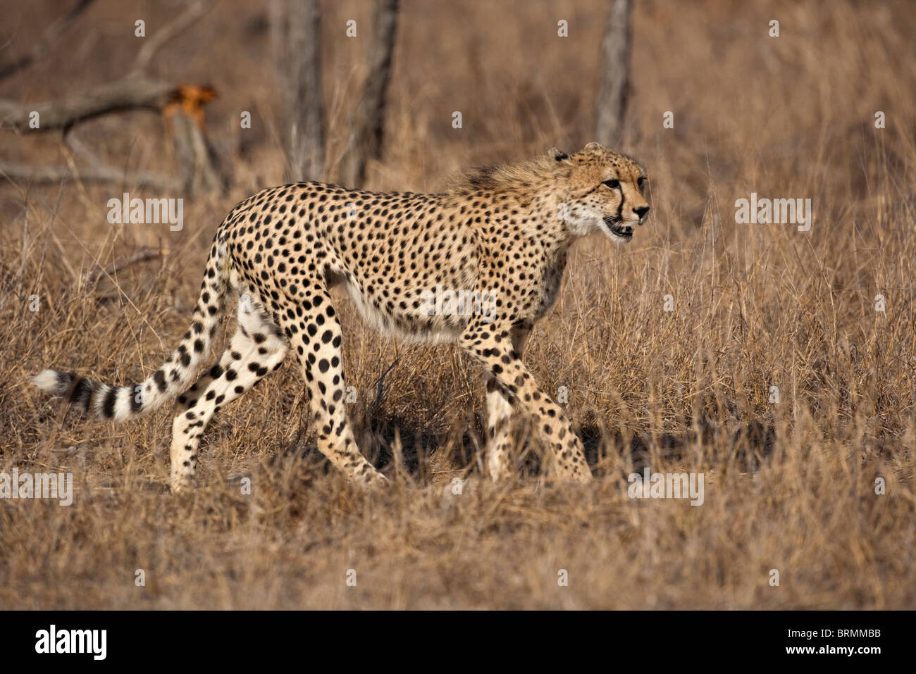 Ein Gepard im trockenen Buschland unterwegs Stockfoto