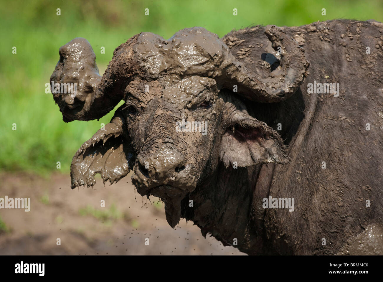 Porträt eines sehr schlammig Buffalo Stier Stockfoto